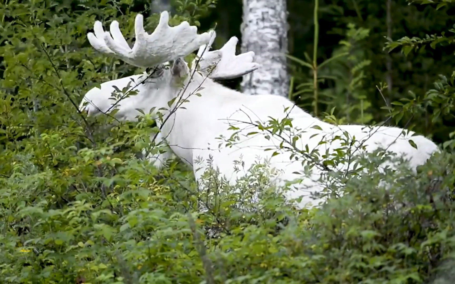 白驼鹿吃树叶,不常见的白驼鹿,一身雪白_哔哩哔哩_bilibili