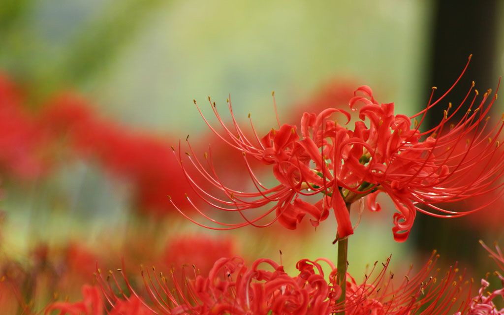 被封的故事开车视频 血蔷薇公会,群号:1047742951_哔哩哔哩 (゜-゜)つ