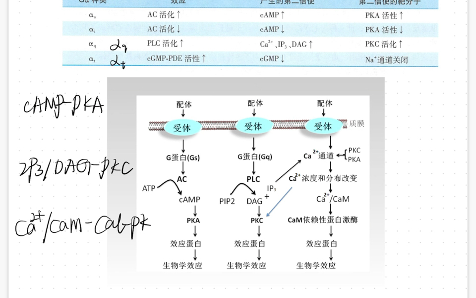 G蛋白 G蛋白偶联受体 信号转导哔哩哔哩bilibili