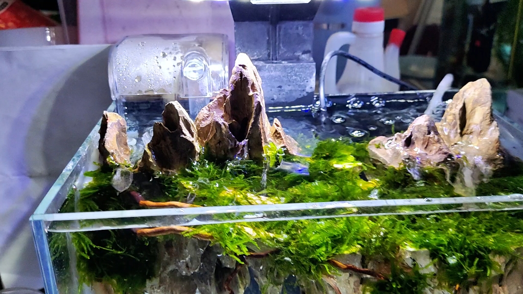 自己的新作品25厘米小鱼缸造景