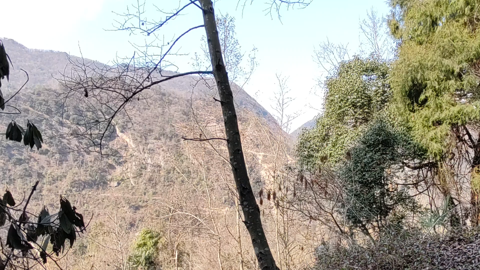 [图]山里美景野生药材地苦胆味苦性寒归肝肺胃经清热解毒利水消肿止咳化痰对于舍利子有好功效