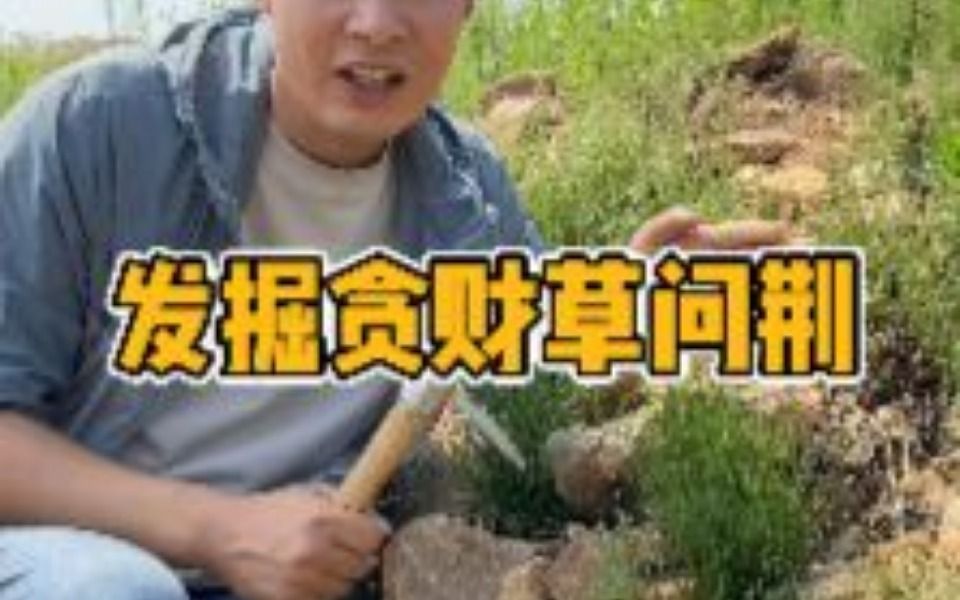 问荆草也称为黄金草,你知道为什么吗?哔哩哔哩bilibili