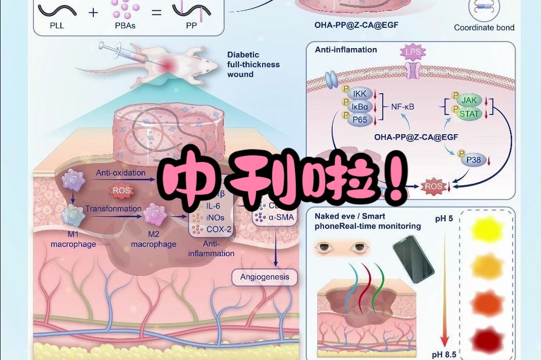 SCI中刊机制图的推演过程哔哩哔哩bilibili