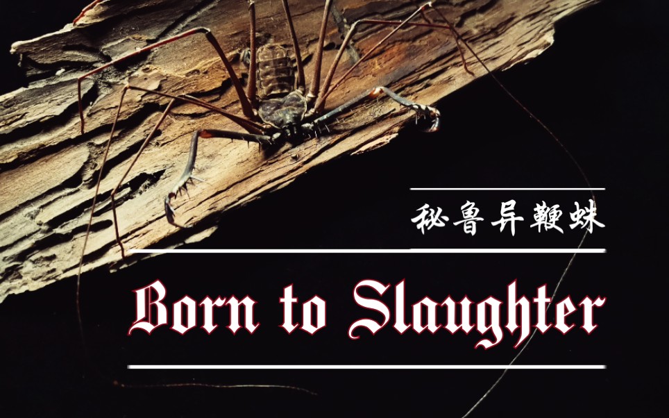 活动作品标本秘鲁异鞭蛛borntoslaughter