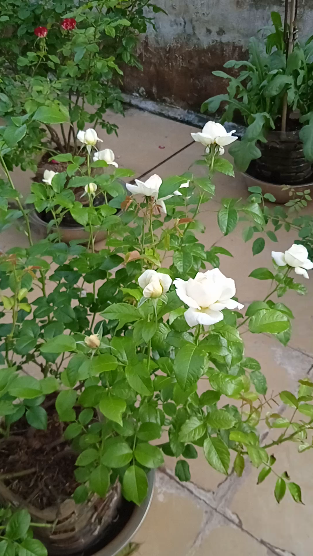 柠檬雪酪月季花苞(奶黄包)