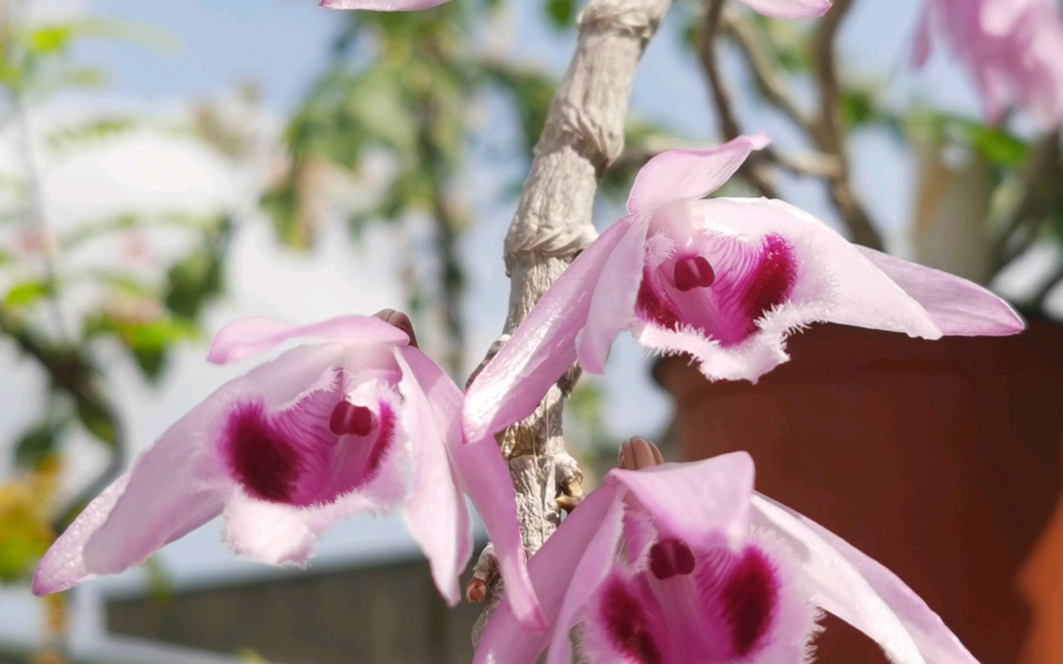 檀香石斛(广西檀香石斛)