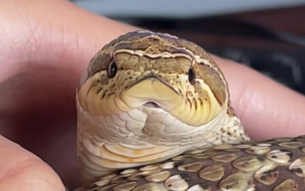 【猪鼻蛇】吻在猪头上,甜在我心间