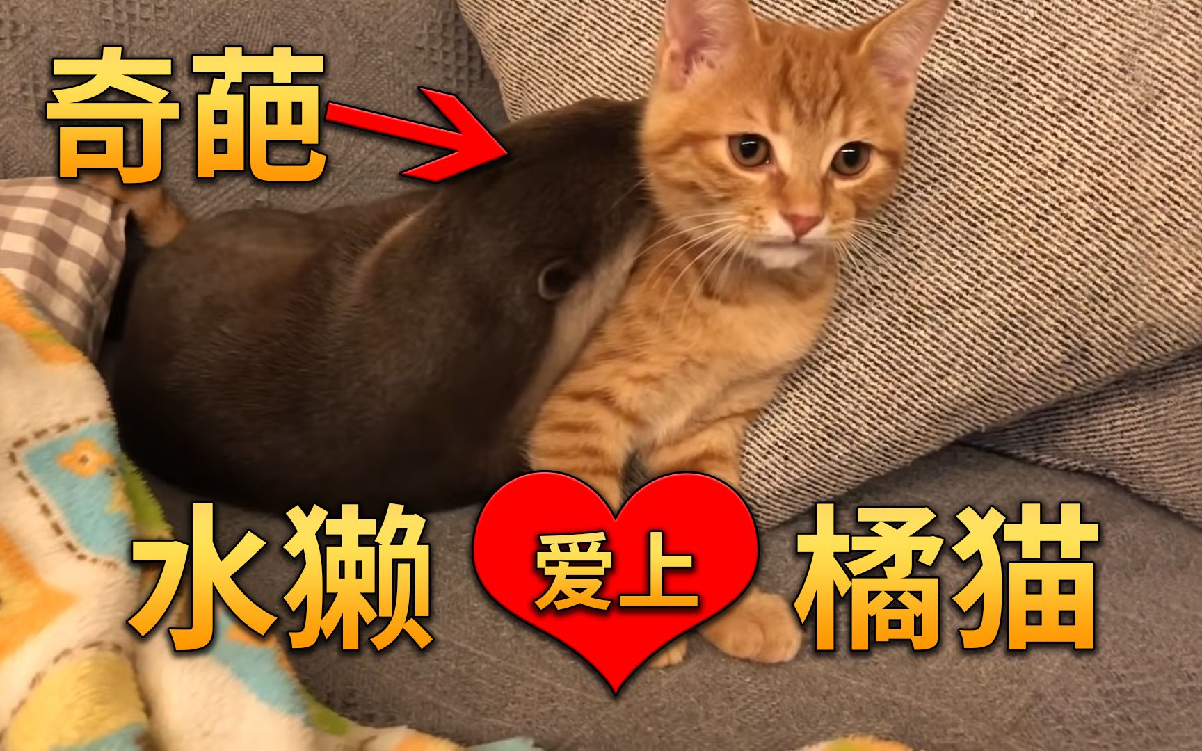 [图]水獭爱上了橘猫，刚开始橘猫不愿意，最终被感动，走到一起