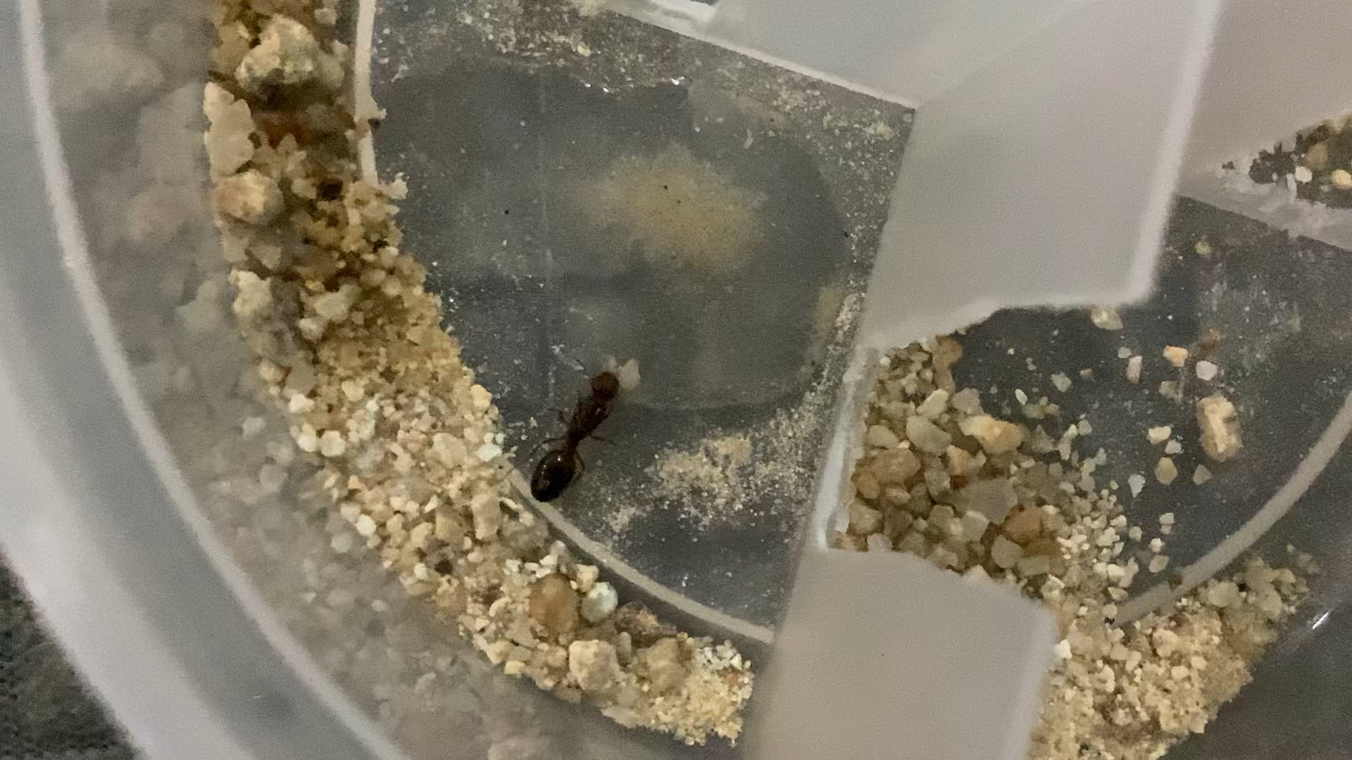 这是什么蚂蚁的蚁后