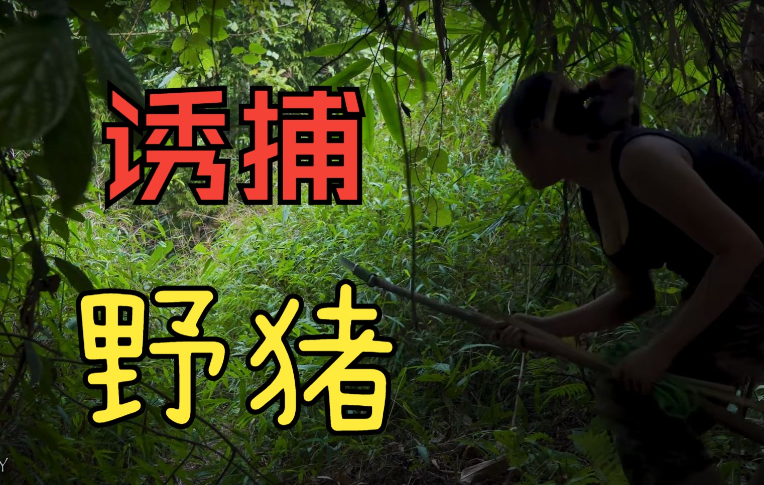 诱捕野猪【一】