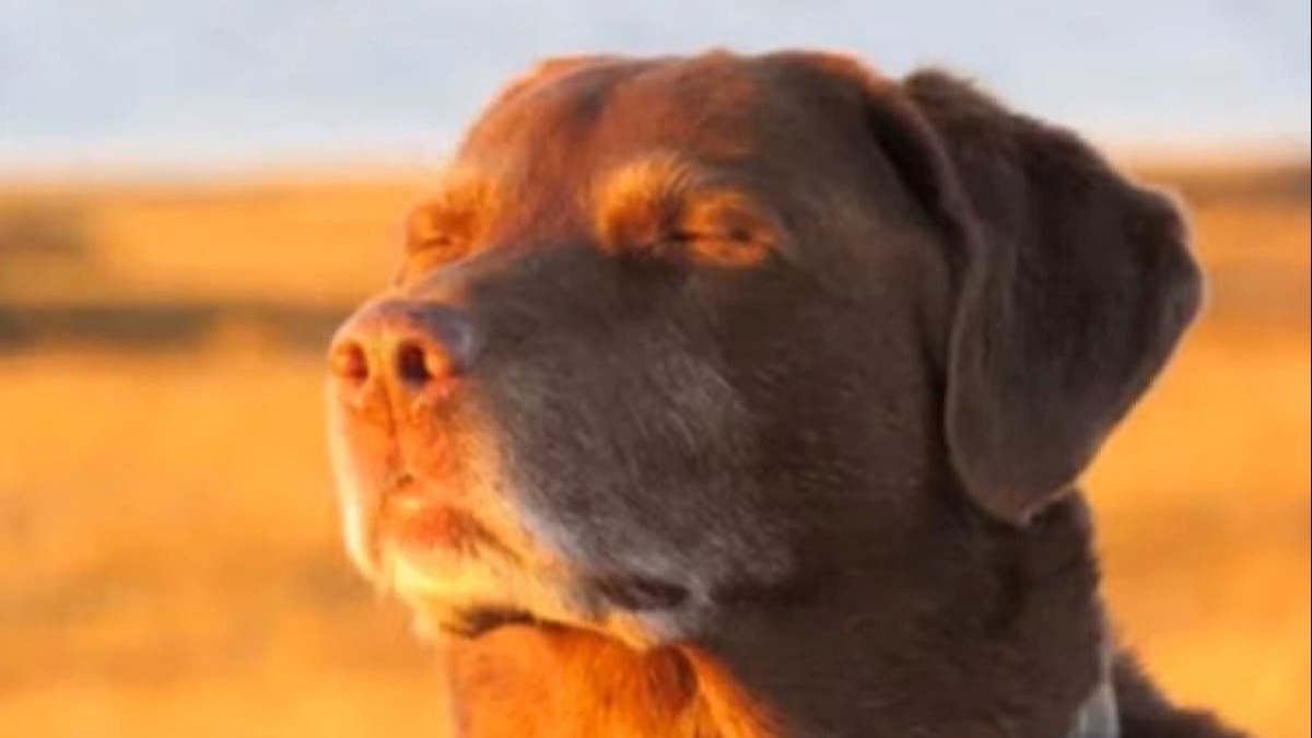 夕阳闭眼狗meme素材