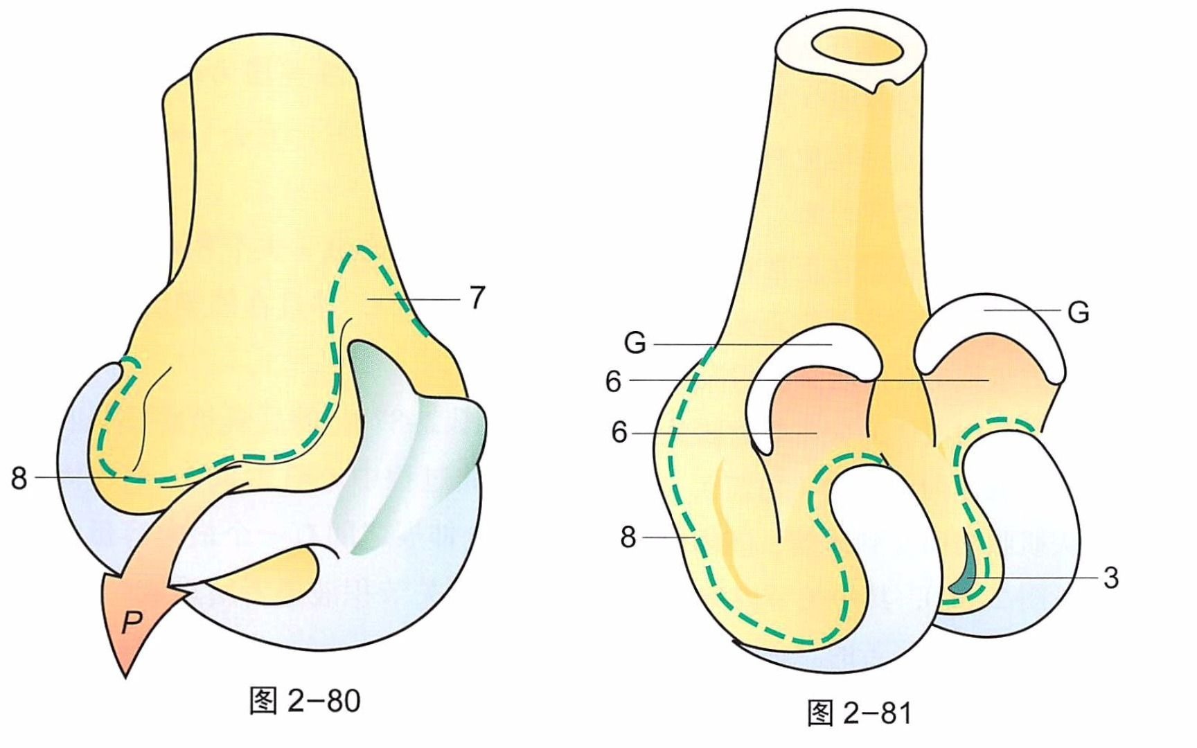 【骨关节功能解剖学】膝关节囊