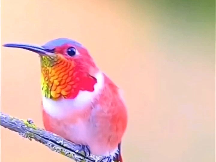 遇见变色鸟,许个愿吧