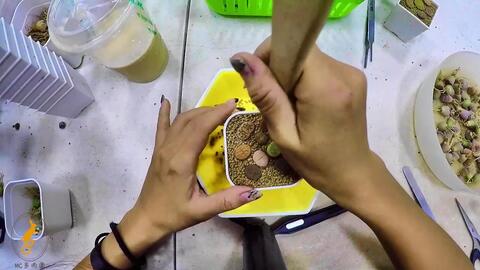 Mc多肉园 必修课多肉植物下雨天mc多肉日常 石头玉组盆分享 哔哩哔哩