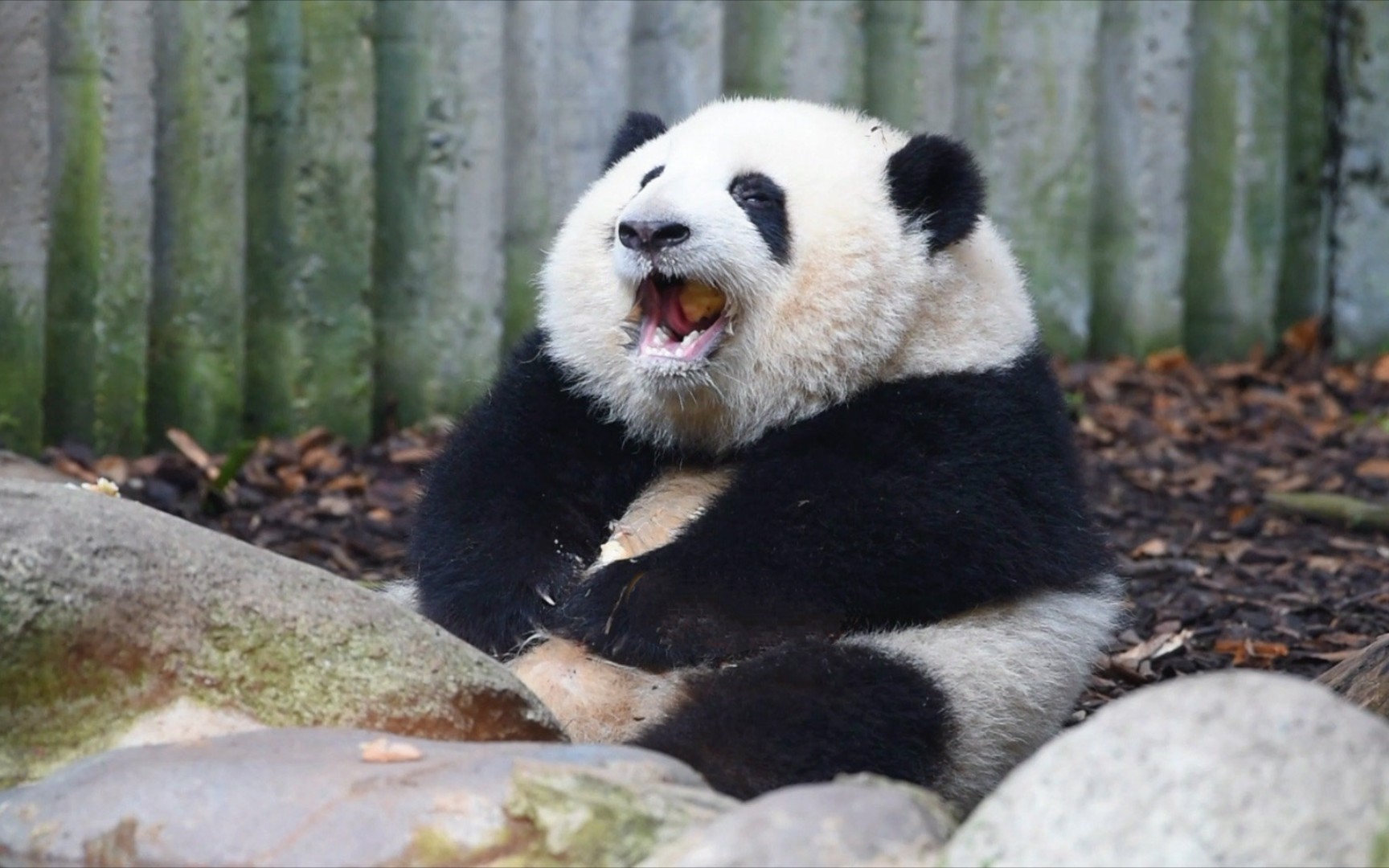 【大熊猫和花和叶润玥艾玖】野韭菜花～找得到花花在哪吗?