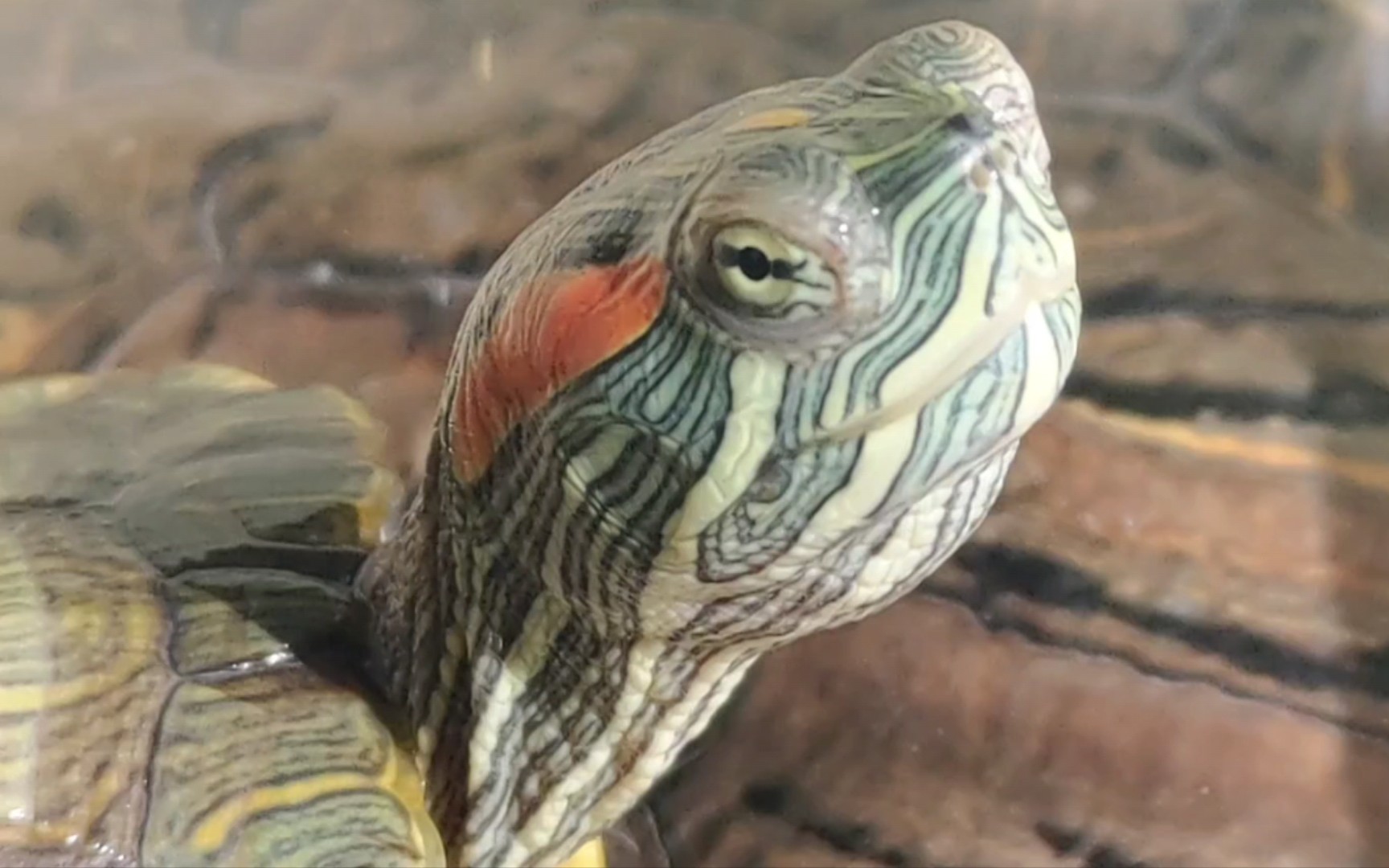 【巴西龟】大眼萌龟