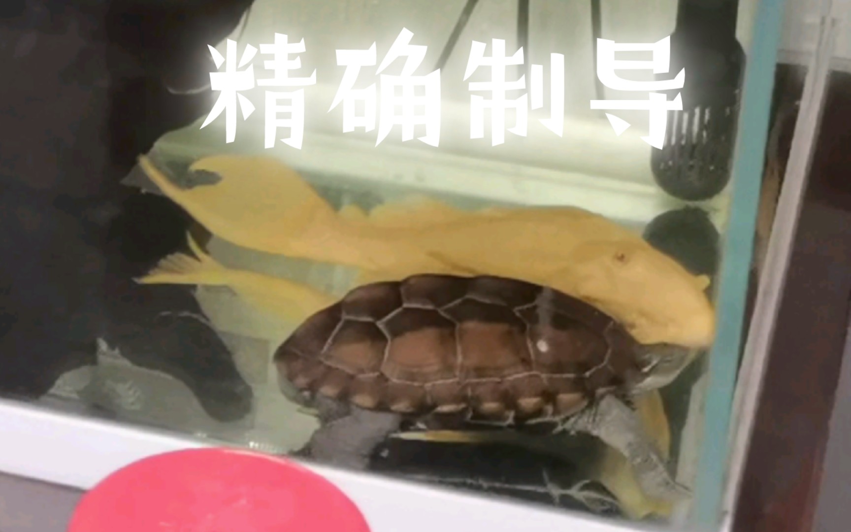鱼嗦龟头,龟鱼之争!