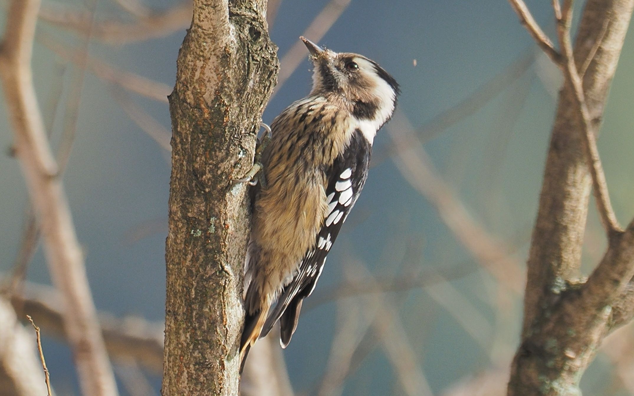 【星头啄木鸟】2星头啄木鸟,黑白配