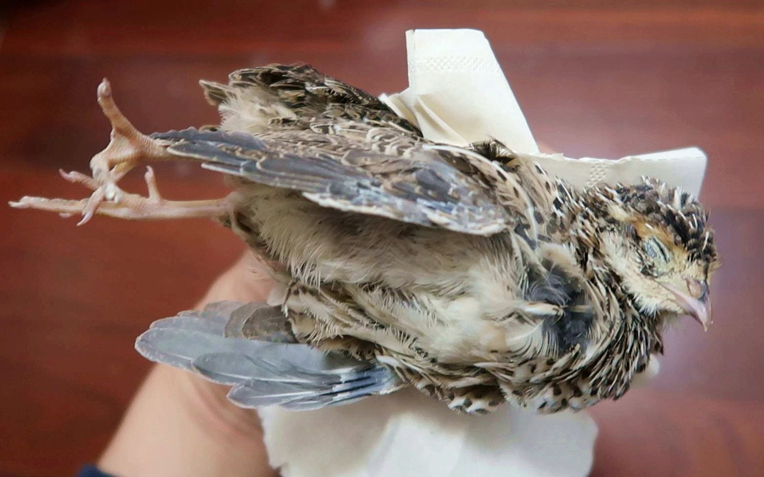 鹌鹑死了一只,浑身僵硬,赶紧薅毛做逗猫杆吧._哔哩哔哩_bilibili