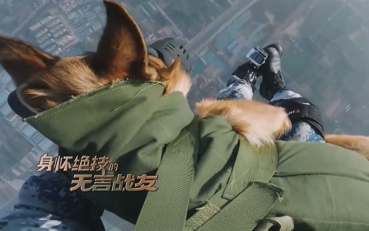 好威风!军犬挑战1200米高空跳伞