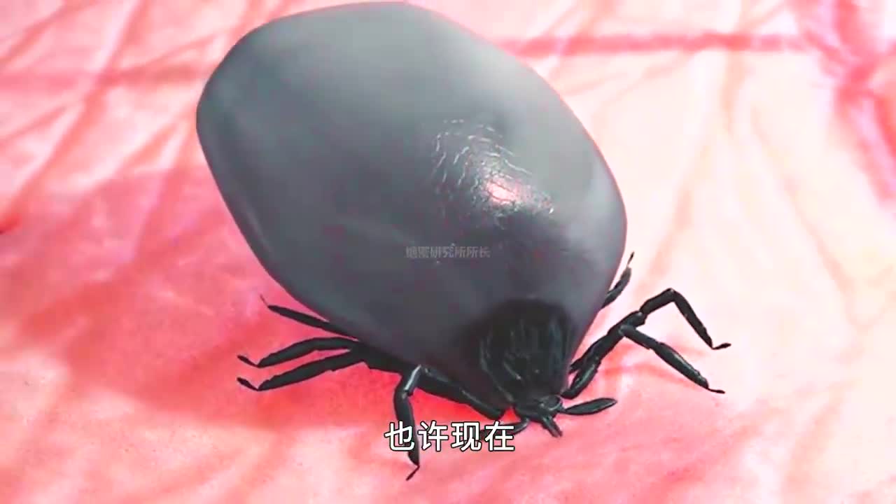 比蚊子更可怕的吸血寄生虫——蜱虫(1)