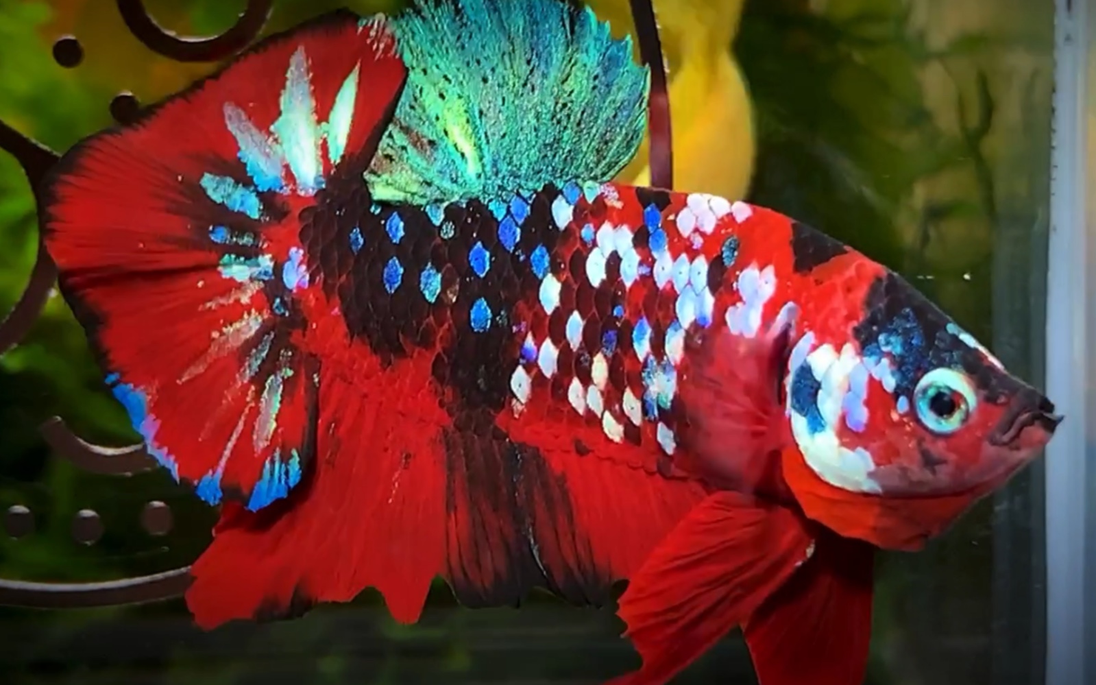 银河中的一条靓仔 【泰国斗鱼】【将军斗鱼】