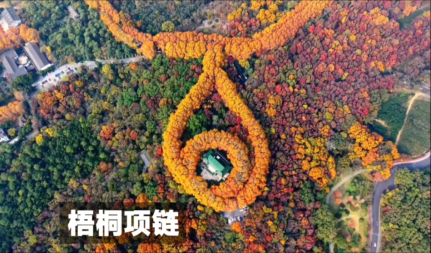 深秋,美龄宫梧桐项链!