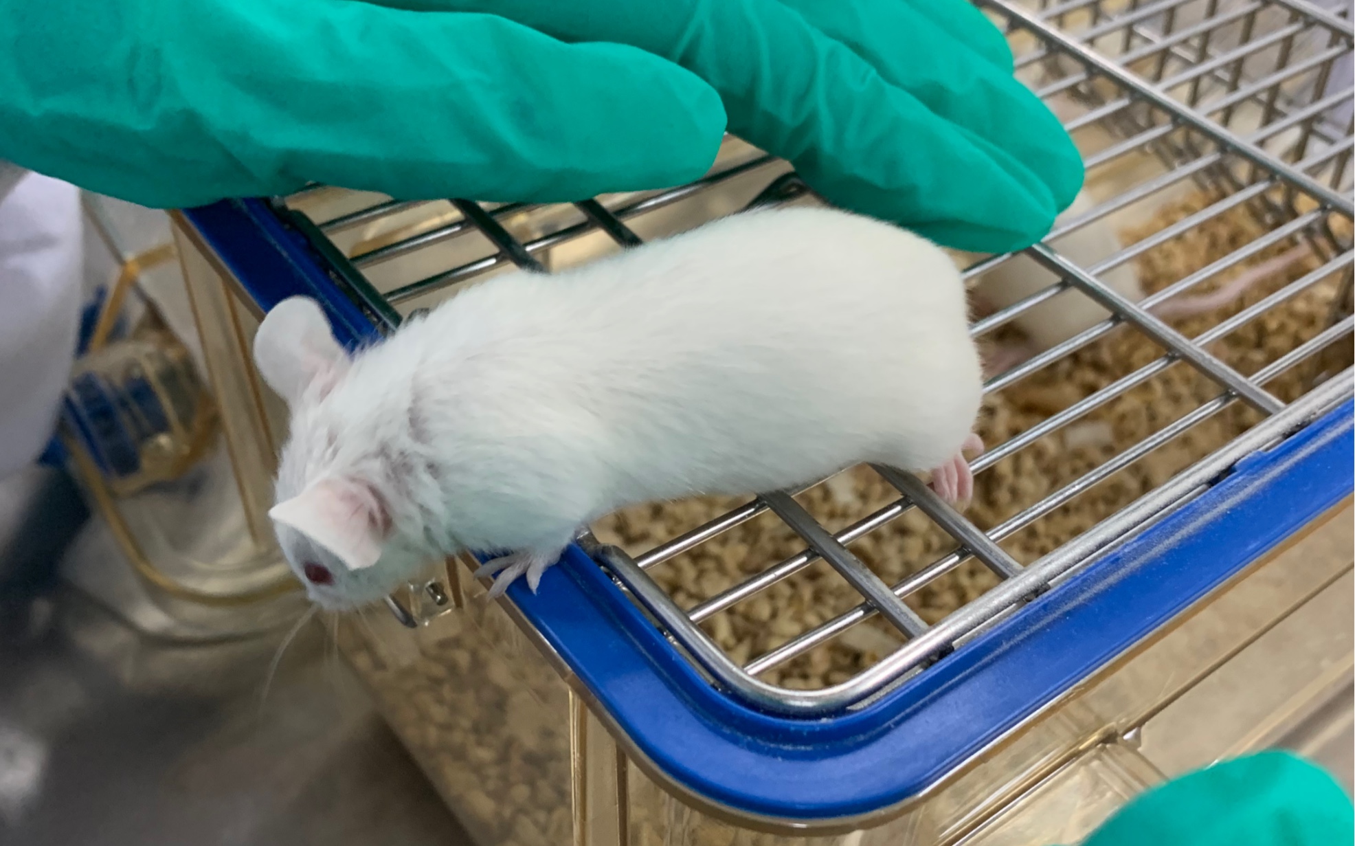 听中科院广州生物医药与健康研究院的研究员介绍实验小鼠的生活环境