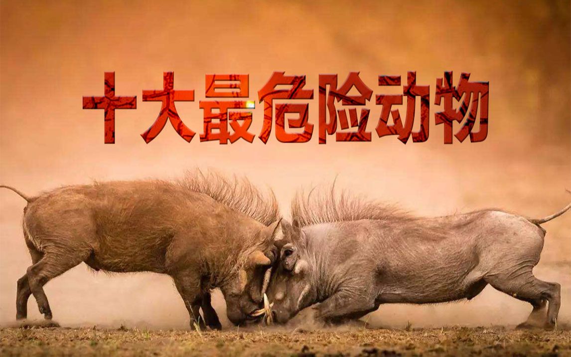 十大最危险的动物,见到了一定要躲开_哔哩哔哩 (゜-゜)つロ 干杯