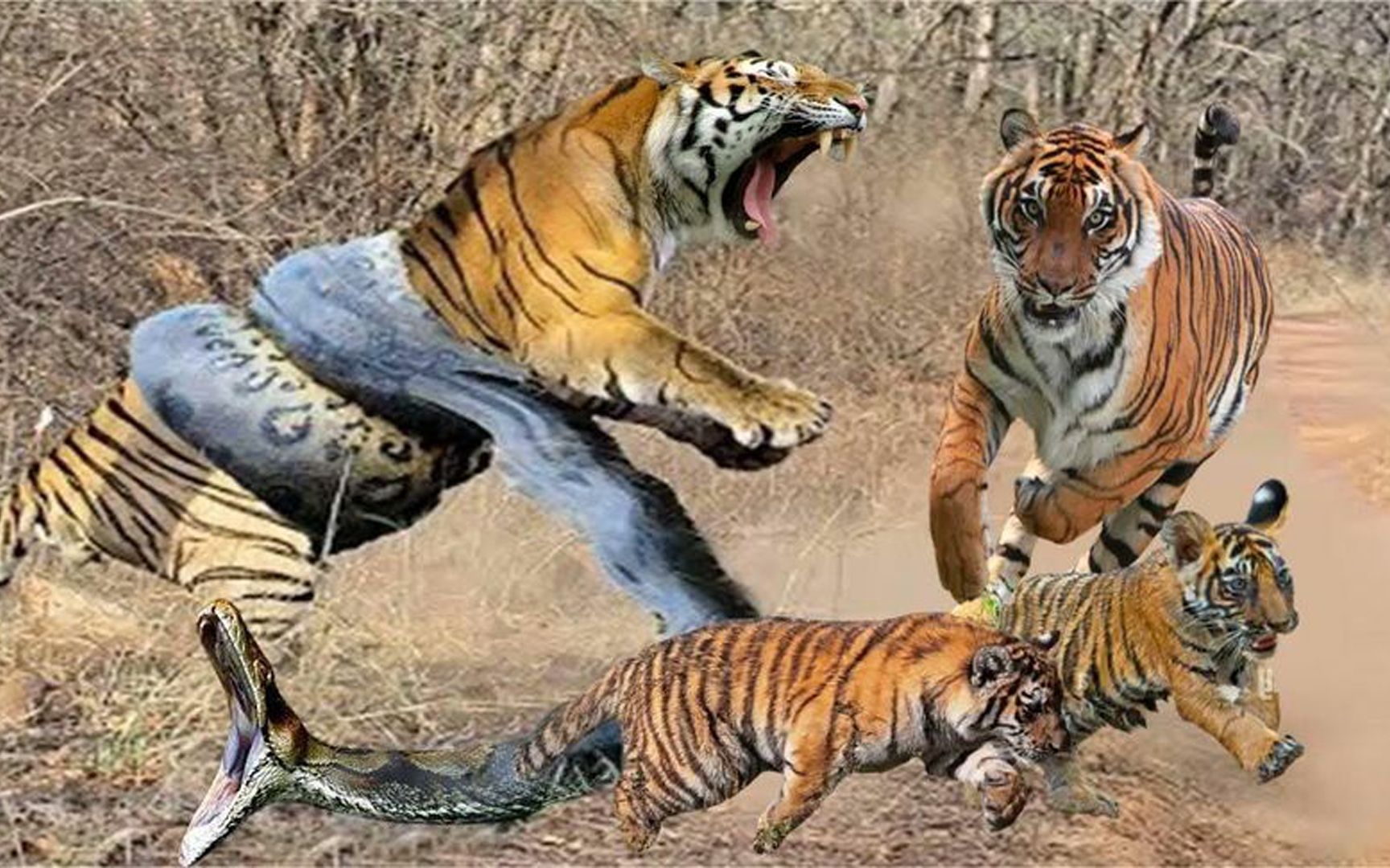 高手之间的对决巨蟒一人竟然单挑3只老虎仅需几秒直接勒死