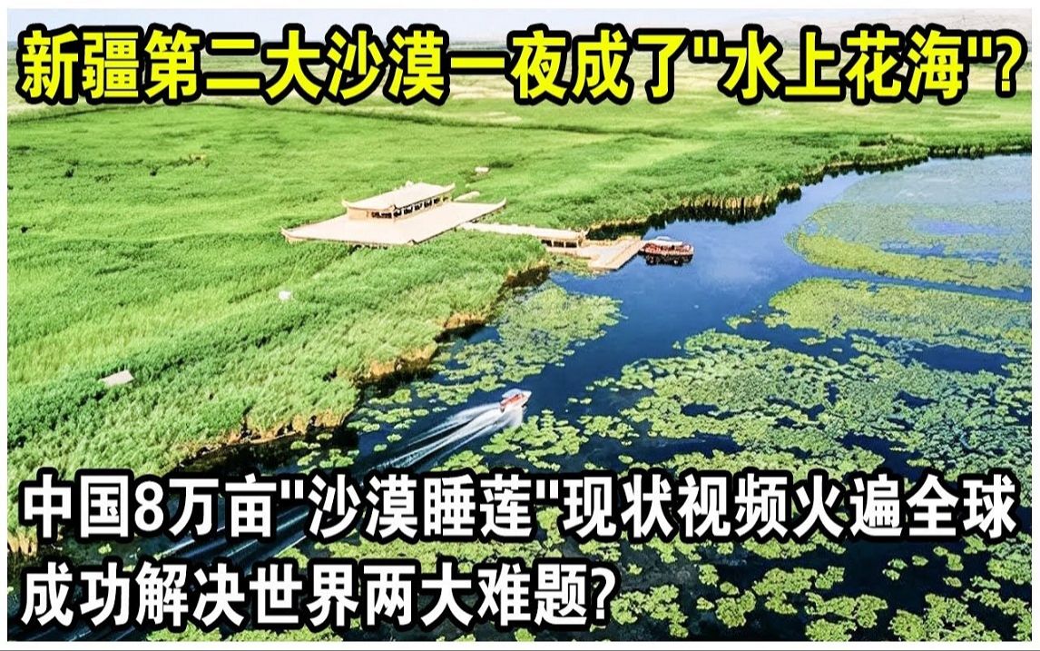 新疆第二大沙漠一夜成了“水上花海”?中国8万亩“沙漠睡莲”现状视频火了!成功解决世界两大难题?哔哩哔哩bilibili