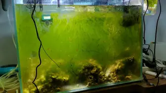 小骆下海 海缸开缸第十一天 缸壁上爬满了绿藻 但是还没有看见飘逸的丝藻 需要继续爆藻 哔哩哔哩
