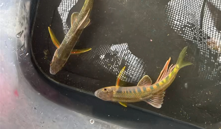 钓到发色鱲了!坏消息,只有两条09