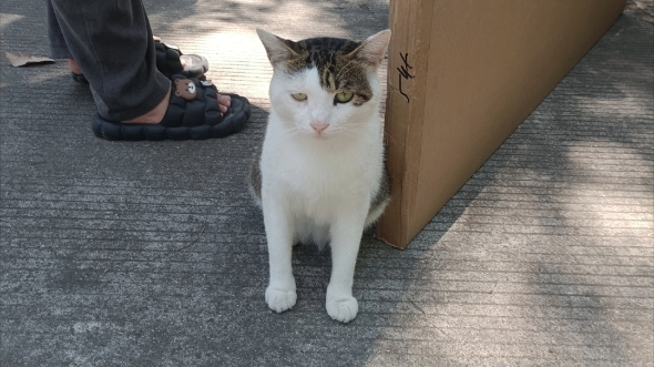 挎起不耐烦猫脸,人类好烦