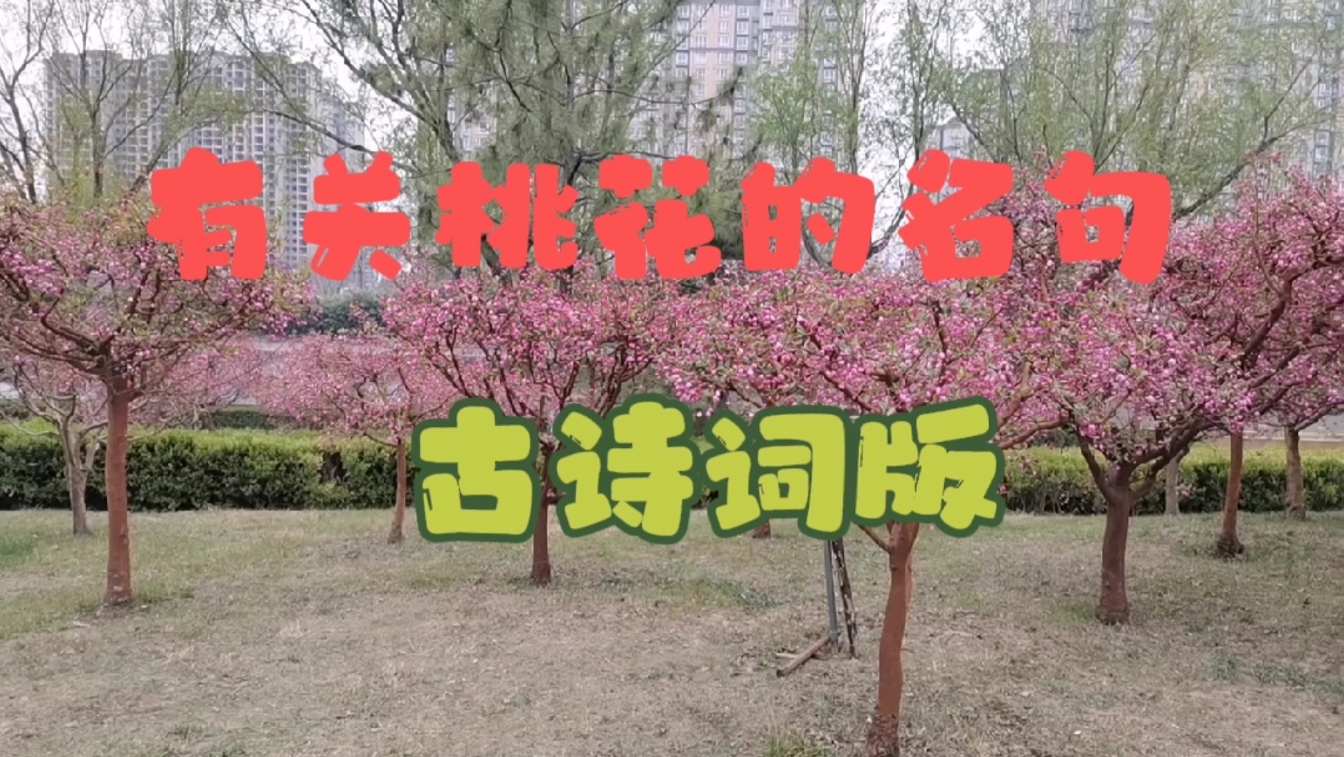 有关桃花的名句(古诗词版)哔哩哔哩bilibili