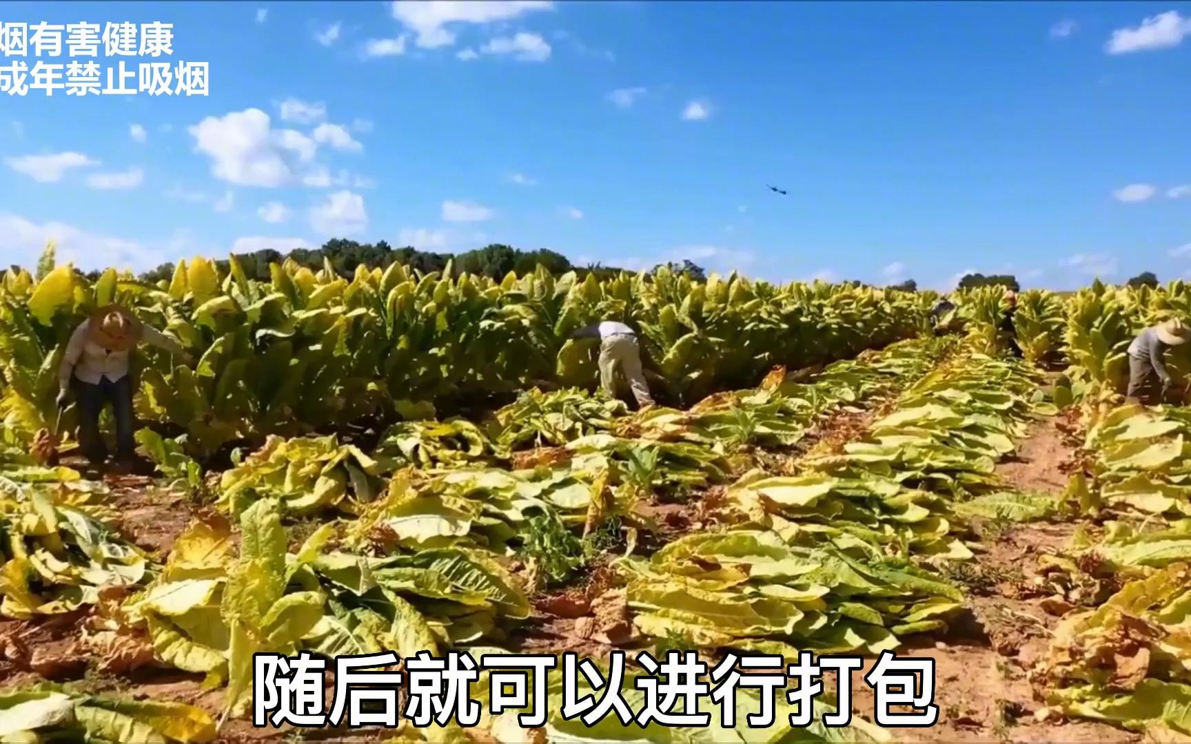 全球最大“香烟”工厂,首次曝光香烟流水线,生产过程太过瘾了哔哩哔哩bilibili