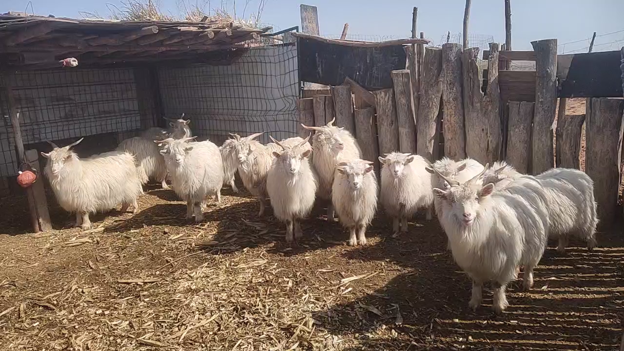 阿尔巴斯绒山羊来自鄂托克旗的礼物