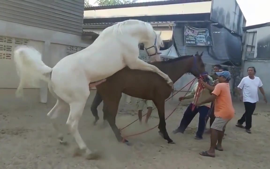 来自江城的二小姐