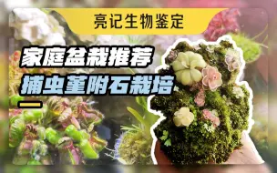 Download Video: 吴定石种捕虫堇，别致且可行！附赠缸养食虫植物的方法