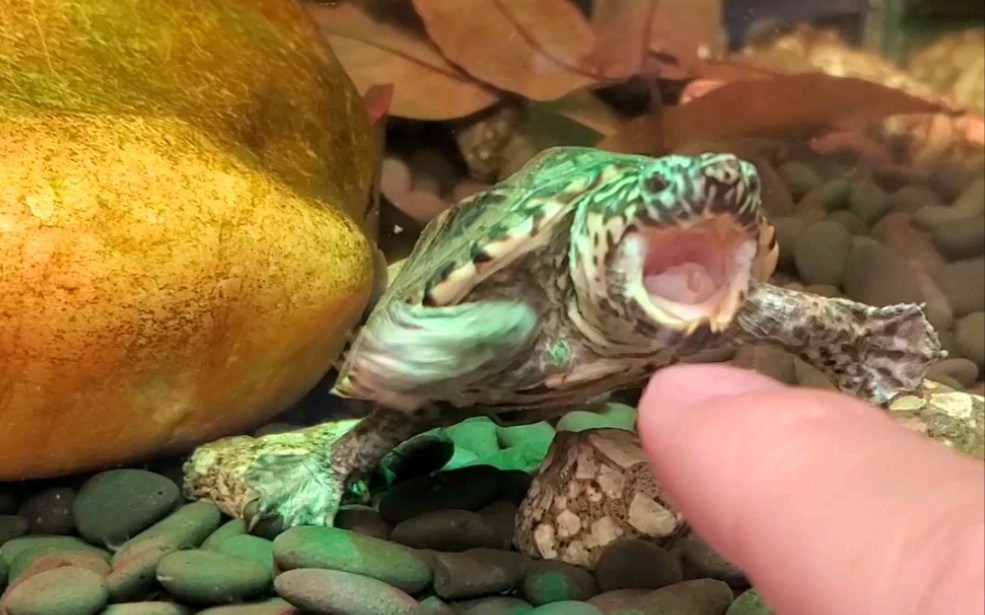 墨西哥蛋龟-日常撸龟