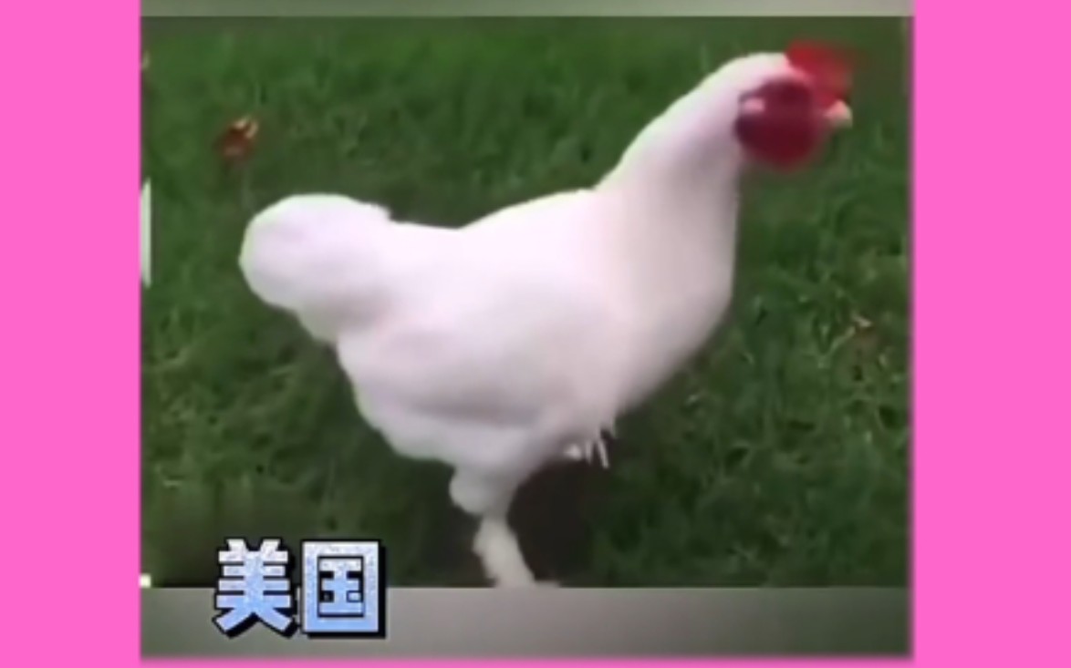 cock: n. 公鸡;雄禽哔哩哔哩bilibili