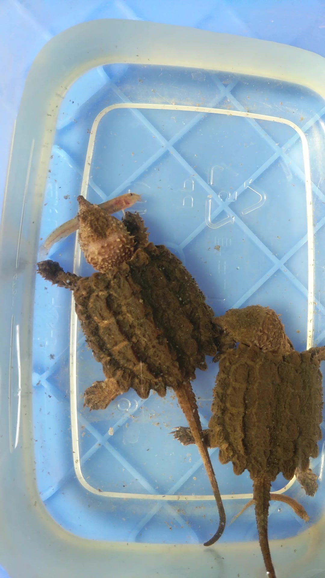 大鳄龟苗吃小泥鳅