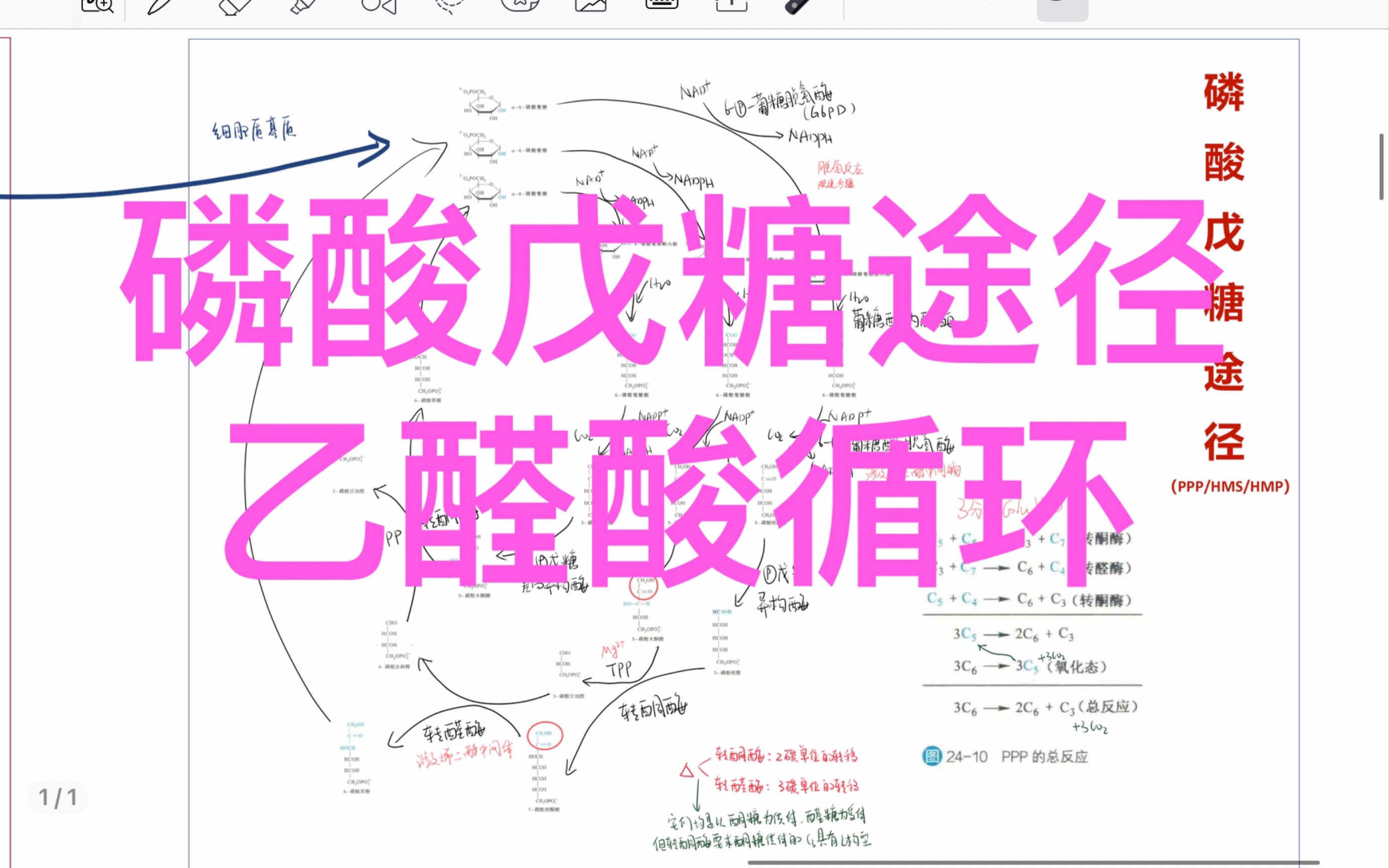 【代谢复盘】磷酸戊糖途径 乙醛酸循环