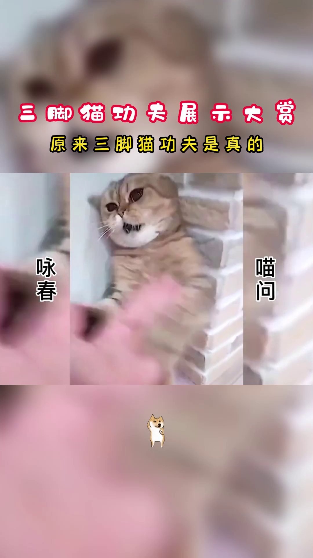 [图]猫咪功夫大赏，看这架势就知道功力深厚！