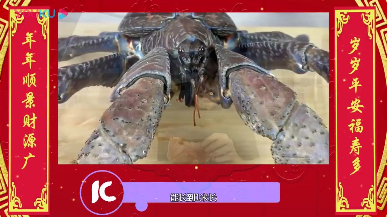 5000元一只的椰子蟹竟然比皇帝蟹更美味