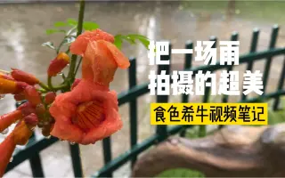 我的手机视频分享，这样拍摄细节，一场雨变的超有美感