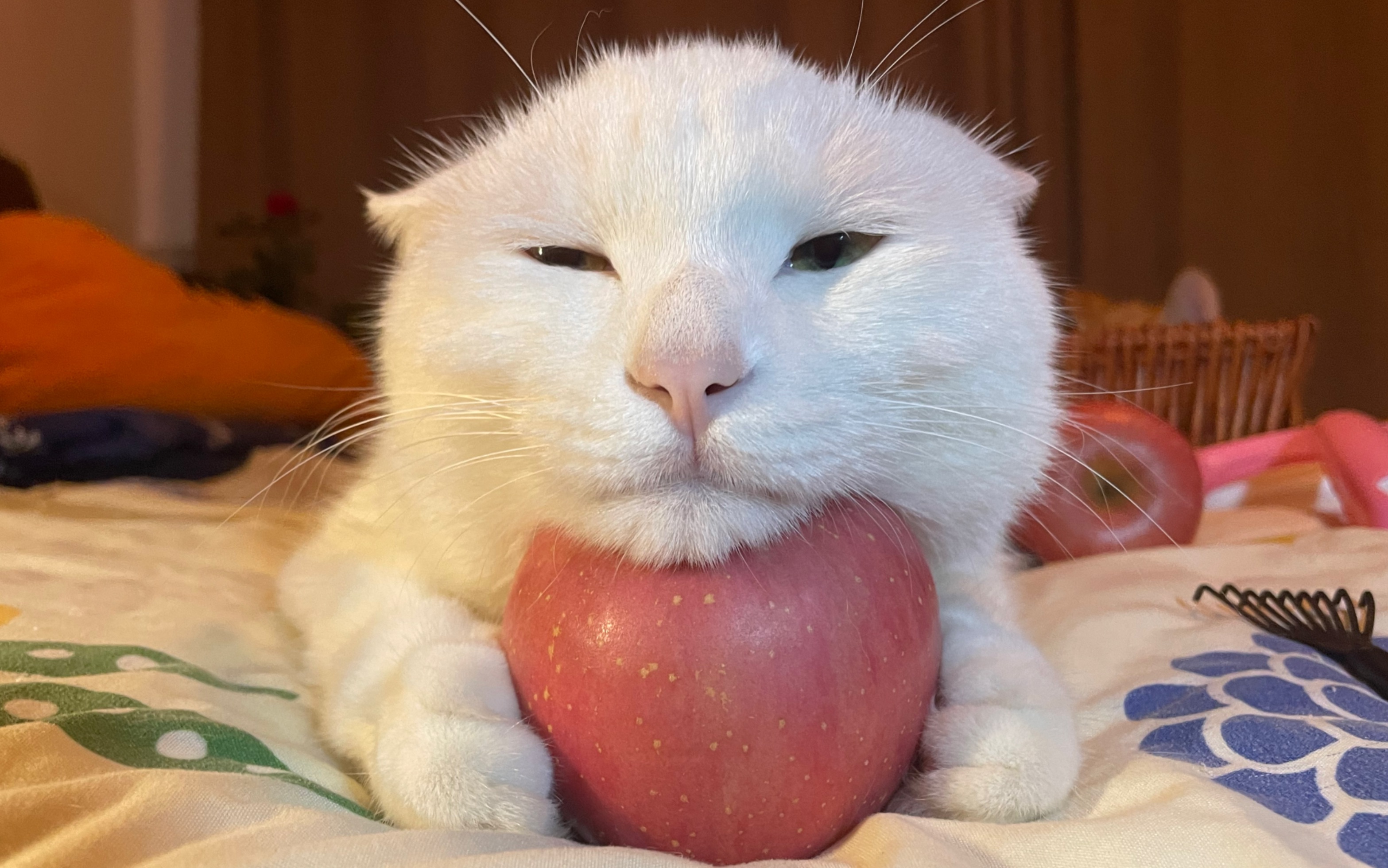 苹果垫脑的小猫咪,困困啦