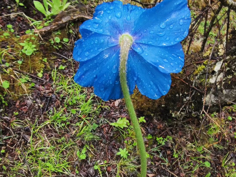 比天空还蓝的高原植物绿绒蒿哔哩哔哩bilibili