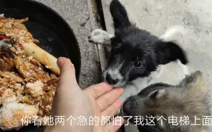 把饭店的剩菜带给狗狗吃，风卷残云般的吃饭速度，连盆都不用洗了