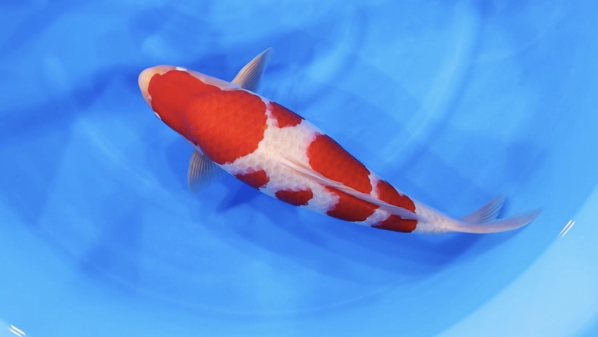 桃太郞红白锦鲤,亲鲤丸点真子,雌两岁五十三公分滴观赏鱼.